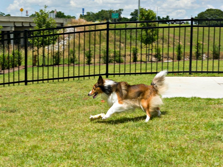 a dog running on the grass in a dog park